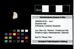 Foto (Objekt + Etikett) von Decapoda indet.  (NHMW-GEO-1990-0041-4793)